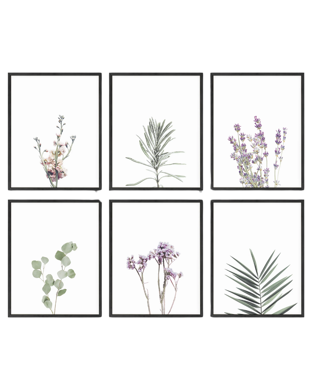 Green lavender plant