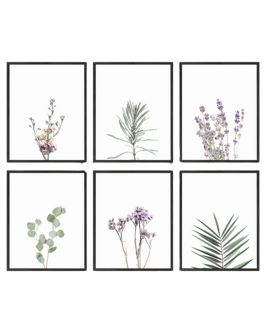 Green lavender plant