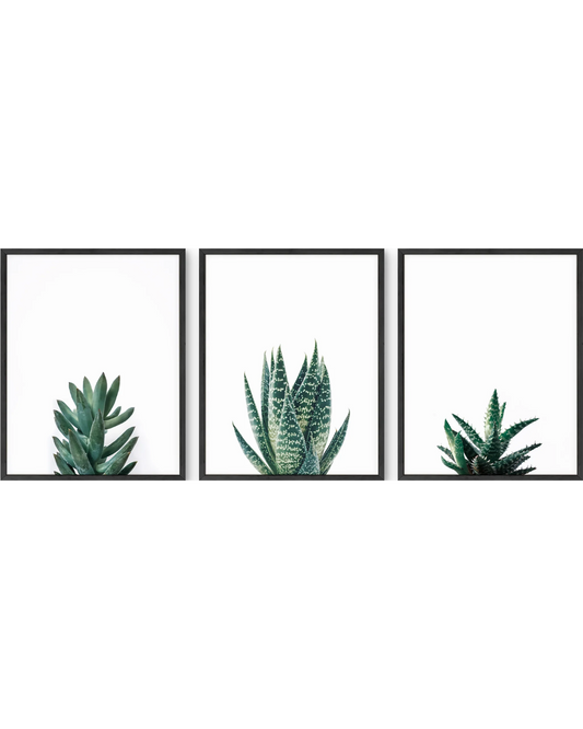 Succulent plants