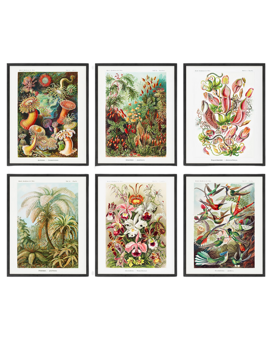 Ernst haeckel biology set