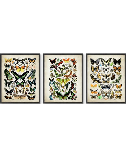 Adolphe millot butterfly set