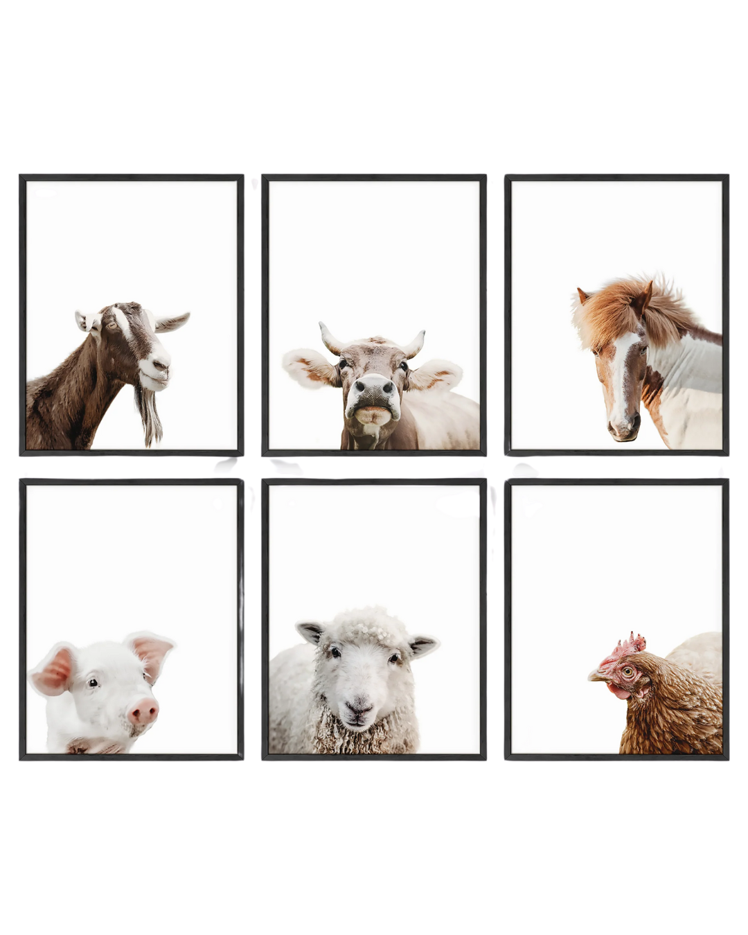 Farm animal portrait