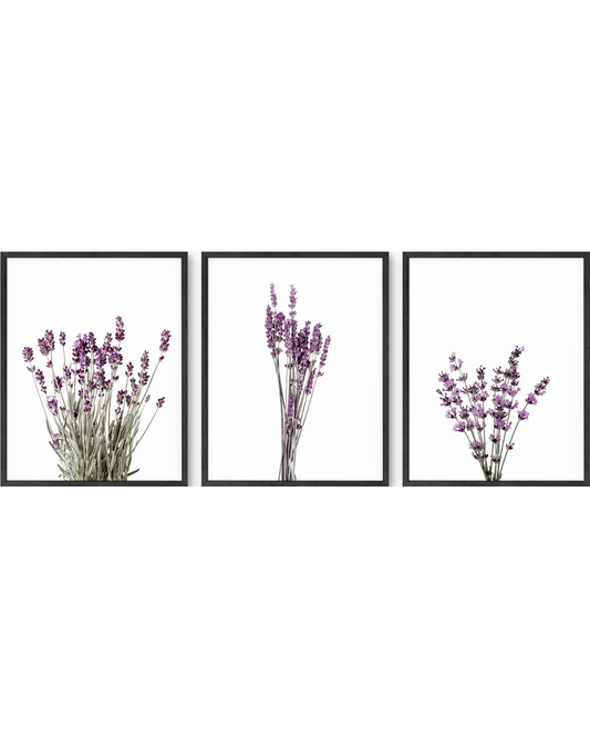 Lavender flowers