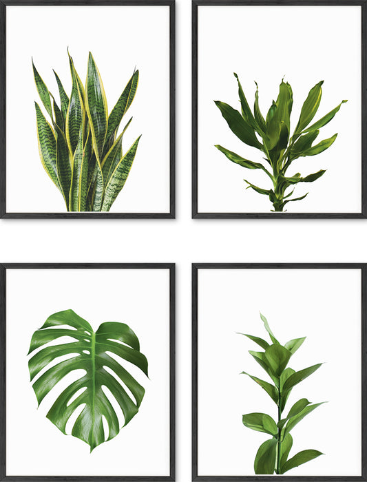 Plant Photo