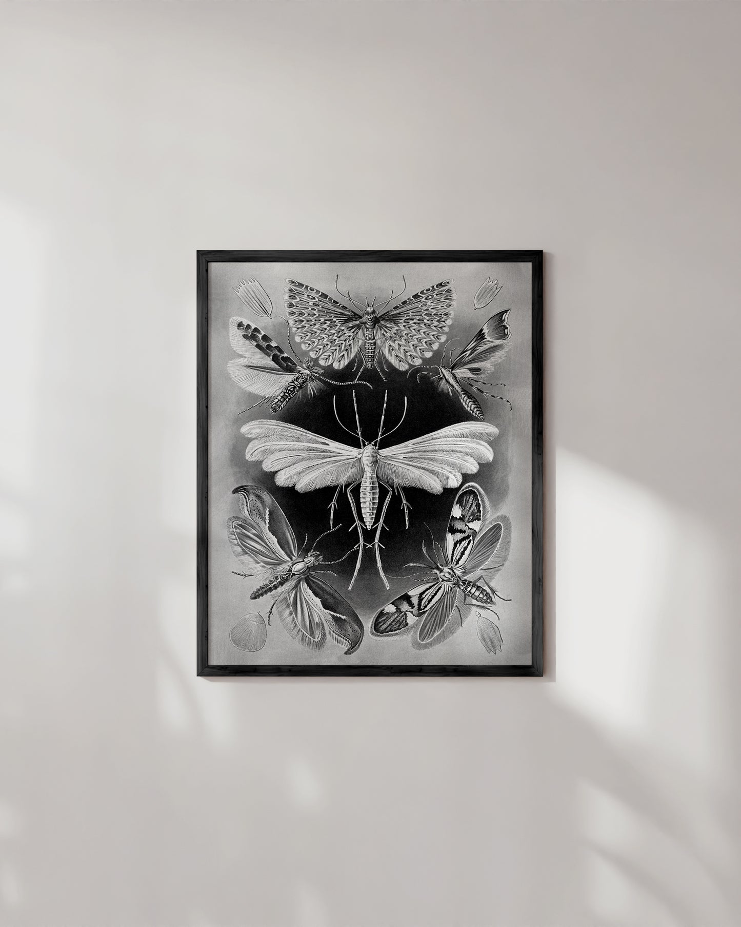 Moths by ernst haeckel