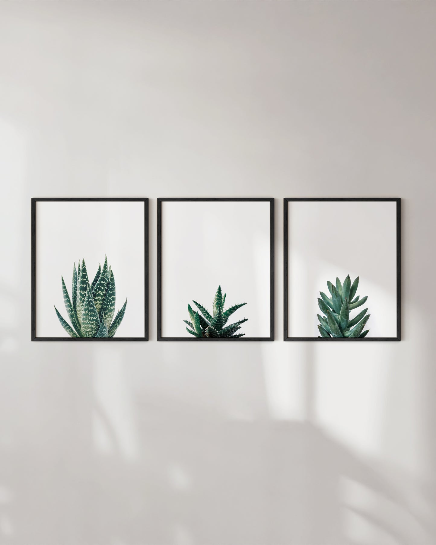 Succulent plants