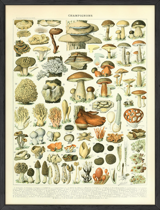 Adolphe millot mushrooms