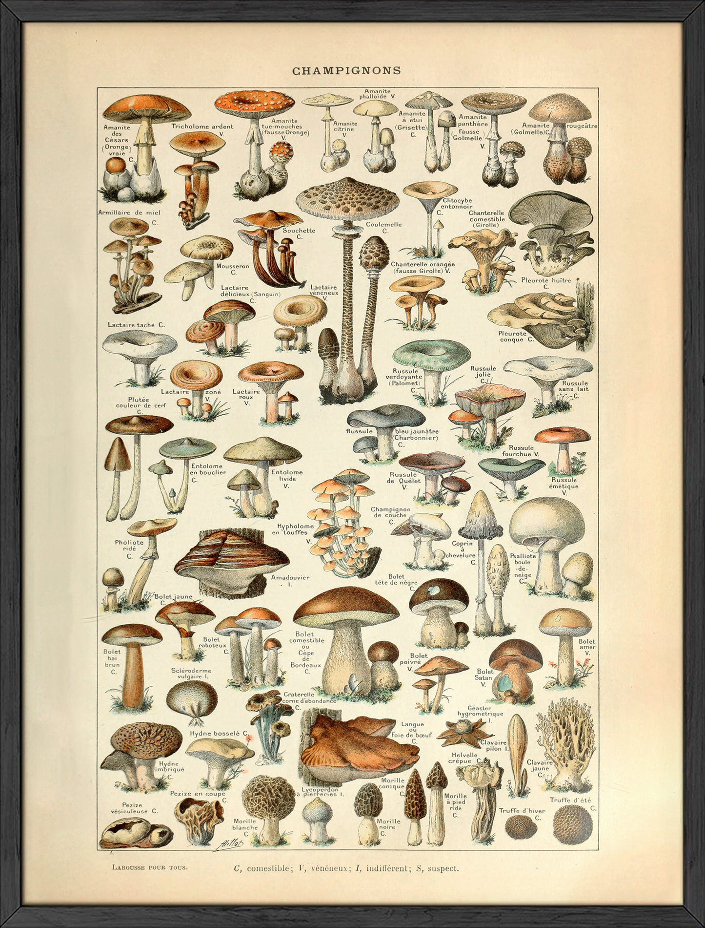 Adolphe Millot Mushroom Chart