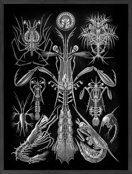 Gothic by ernst haeckal