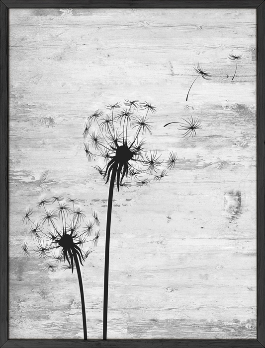 Gray dandelion