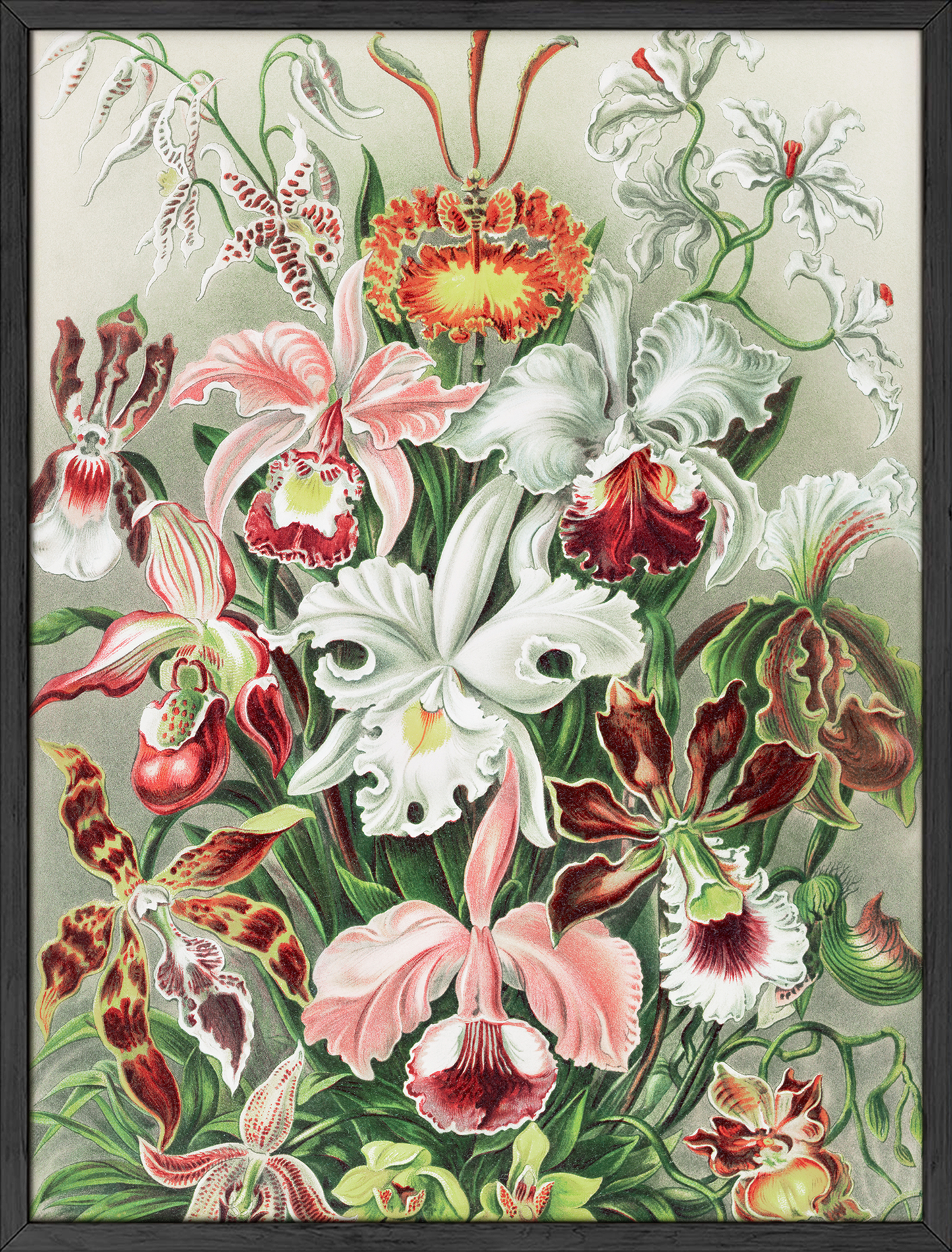 Haeckel Floral Print