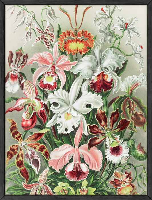 Haeckel floral
