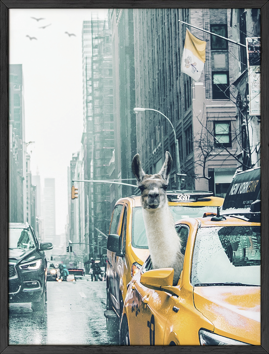 Llama nyc