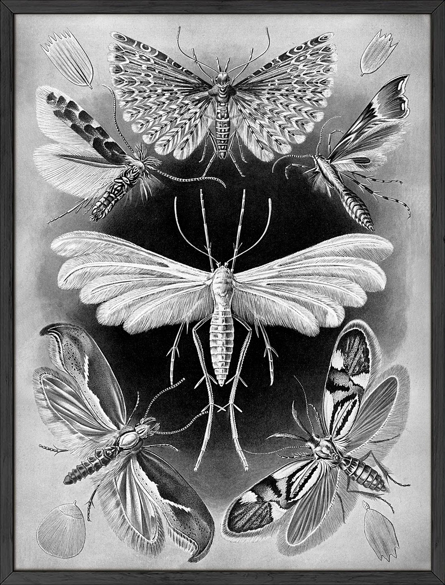 Moths by ernst haeckel