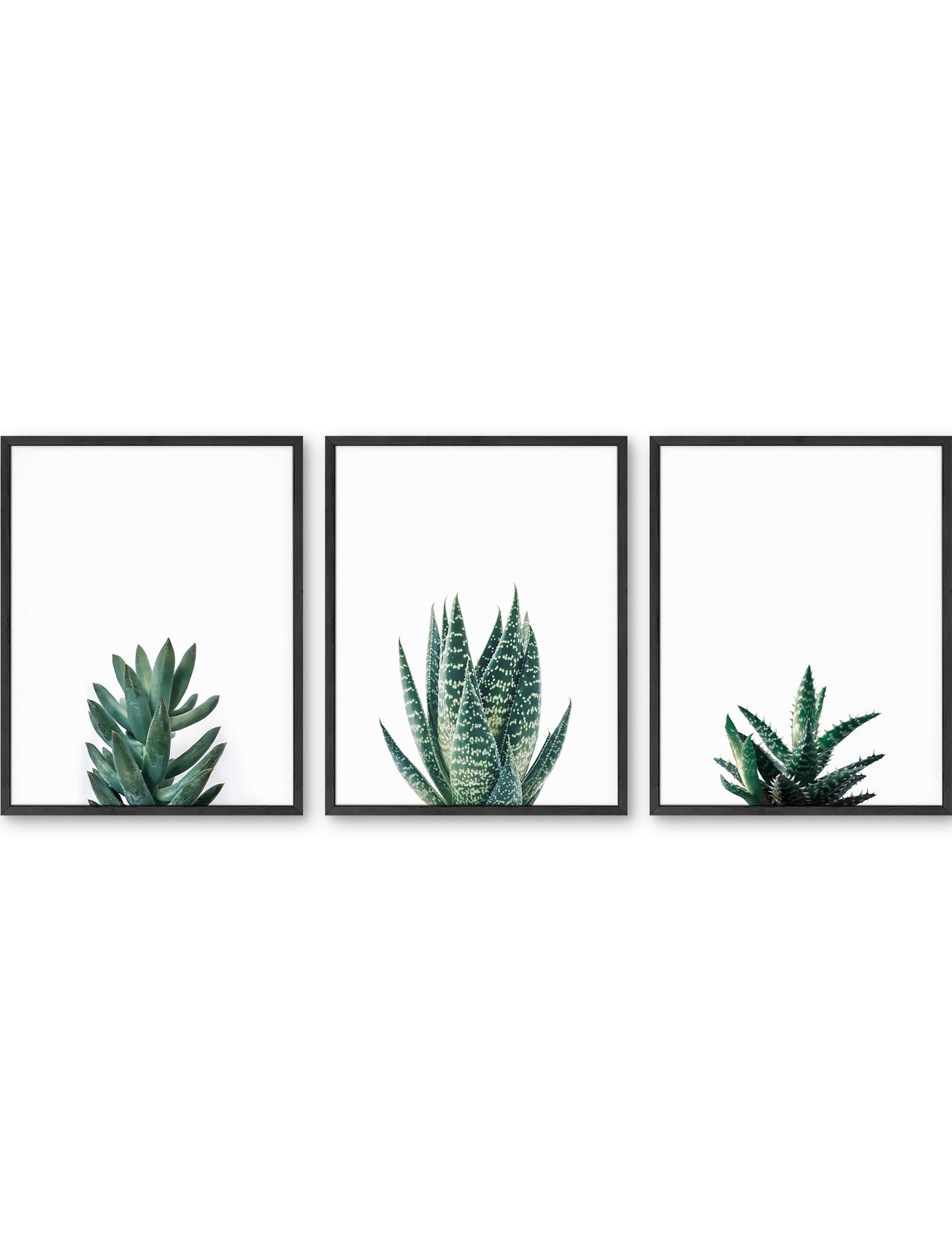 Succulent Set
