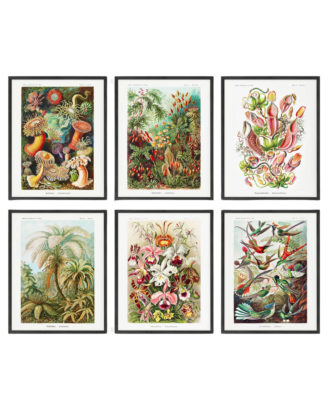 Ernst haeckel biology set
