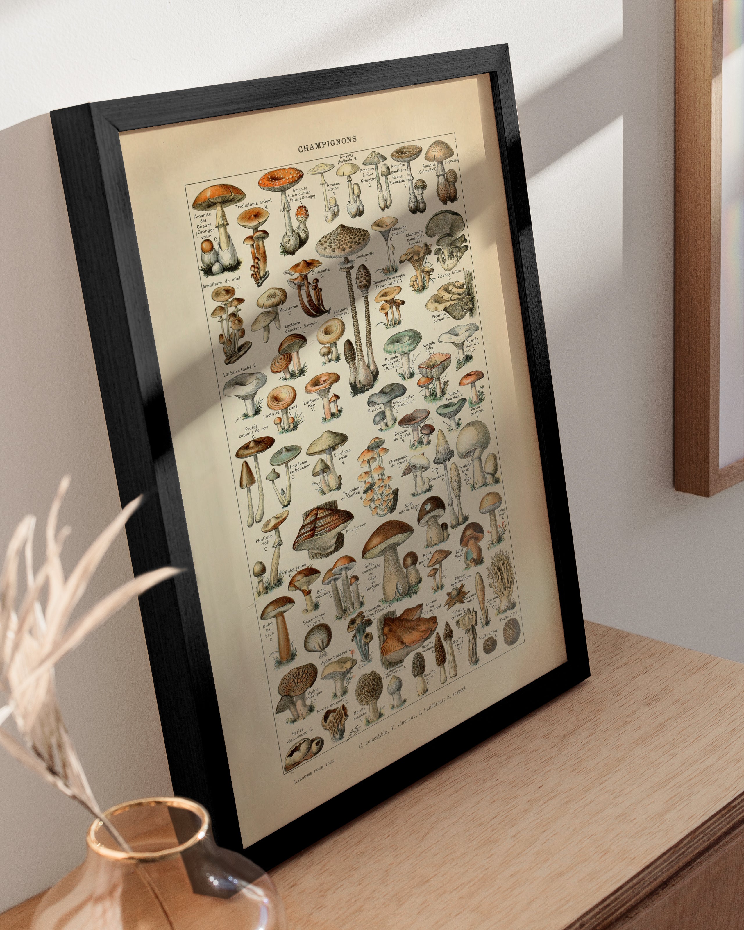 Adolphe Millot Mushroom Chart – Haus and Hues