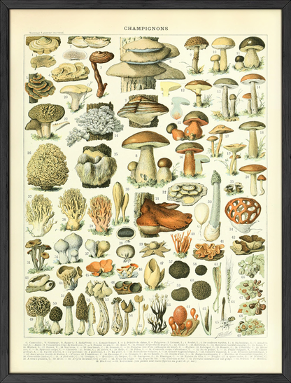 Adolphe Millot Mushrooms