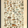 Adolphe Millot Mushroom Chart