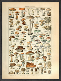 Adolphe millot mushroom