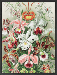 Haeckel floral