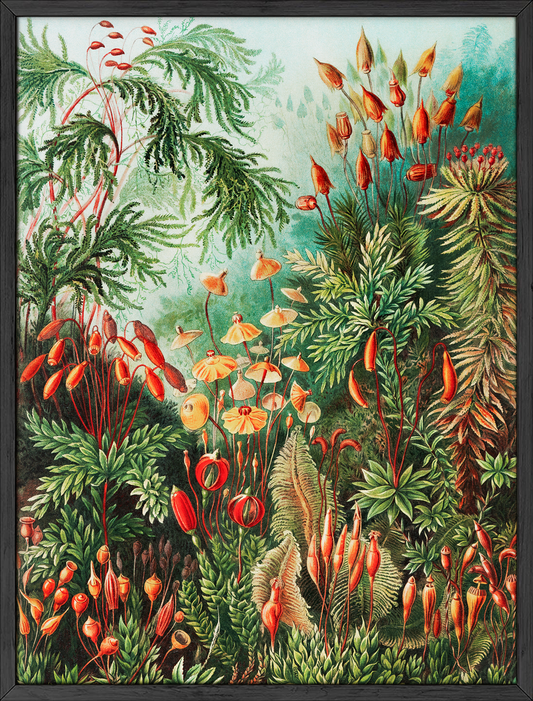 Ernst Haeckel Vintage Botanical