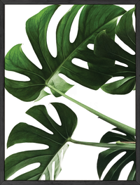 Monstera leaf