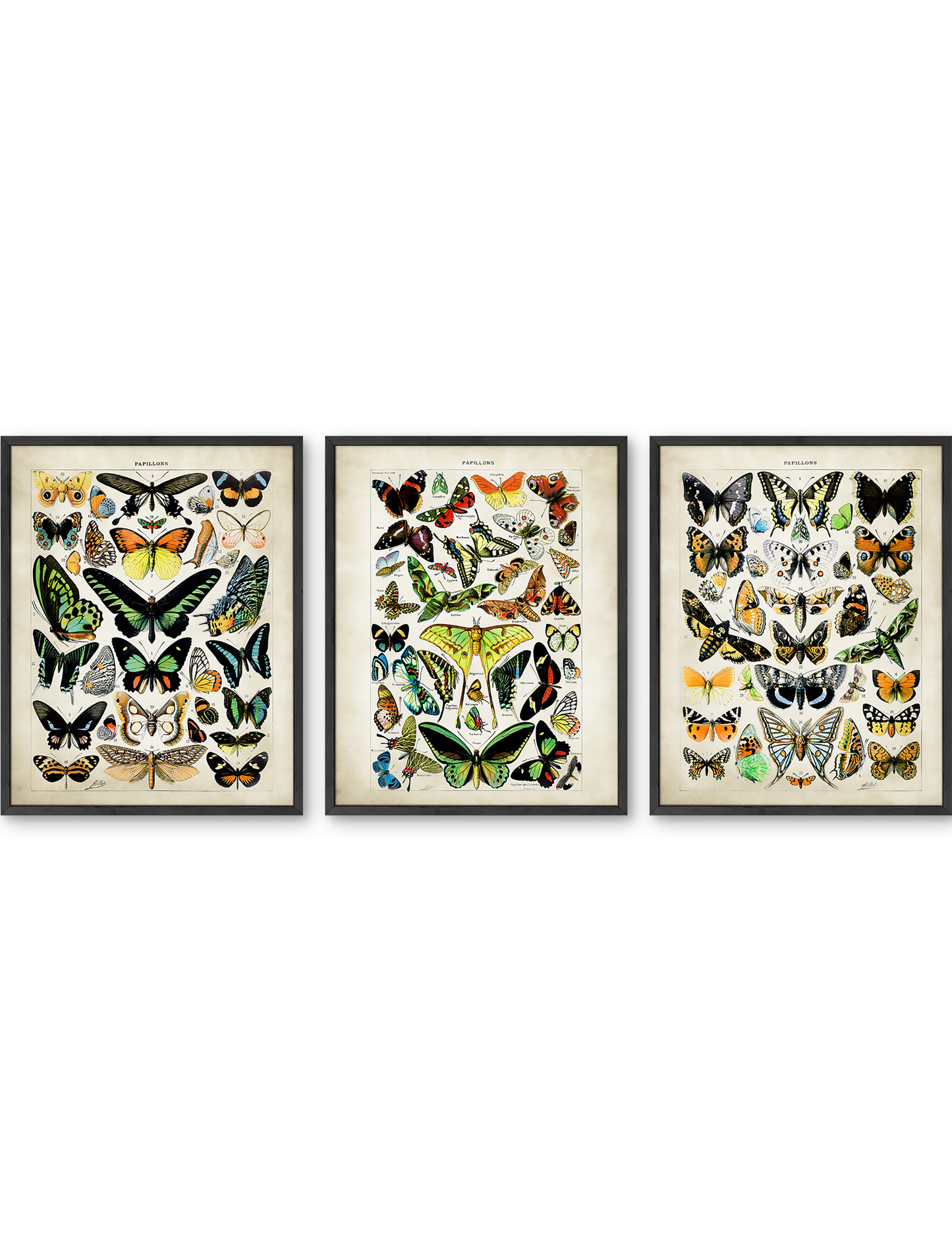 Adolphe Millot Butterfly Set